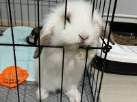 2 aylık hollanda lop tavşanı