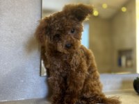 7 Aylık Teacup Teddy Dişi Poodle