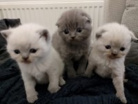 Scottish fold yavru kediler