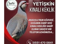 Yetişkin kınalı keklikler