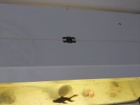 Balıklar Ve Akvaryum