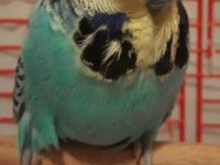 Show jumbo erkek muhabbet kuşu