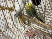 Yeme düştü sayılırlar muhabbet kuşu yavrusu gelen alır