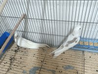 Zincir desen heavy sultan papağanı