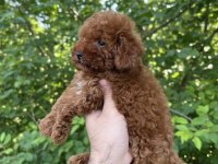Safkan Kore Kan Dişi Sağlık Garantili Poodle