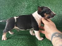 A Şecereli Minyatür Bull Terrier