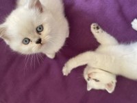 Safkan Beyaz British Sağlıklı Yavrularımız