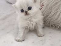 Silver Point British Longhair Erkek