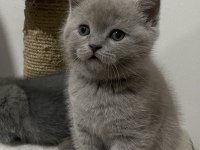 Scottish Ve British Kedimiz