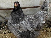 Blue Modled Brahma Kuluçkalık Yumurta