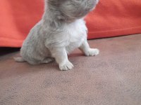 Biblo Gibi Chihuahua Longhair Yavrular