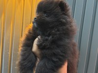 Şeker Pomeranian Bebeklerimiz