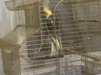 Yavru erkek sultan papağanı