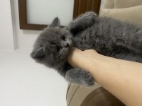 Minnoş Yavru British Shorthair