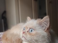 1 Yaşında Dişi İran Kedisi