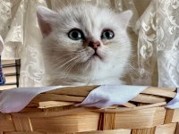 Golden Ve Silver British Longhair Bebekler