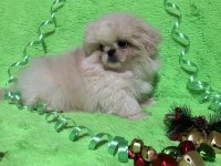 İmperyal pekinez köpeği yavrularımız