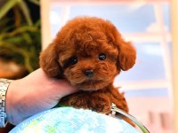 İki Aylık Toy Poodle Yavruları