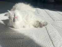 Show Seviye British Prenses