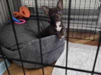 Chihuahua (Şivava) 2,5 Aylık Erkek