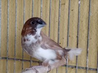 Ücretli Sahiplendirilecek Kuşlarım Bengaller