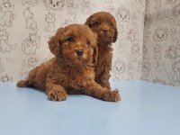 Yavru Toy Poodle