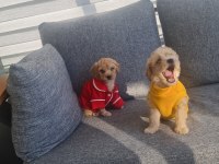 Minyatür Maltipoo Minnaklarım Teslime Hazır