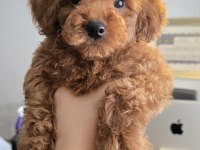 2,5 Aylık Toy Poodle Yavrumuz Sahibini Arıyor