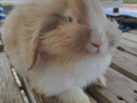 Hollanda Lop Tavşanı Yavrusuyla Birlikte Verilecek