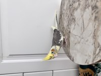 Sultan Papağanı Sahiplendirilecektir