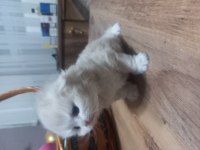 Bal Köpüğü Scottish Fold