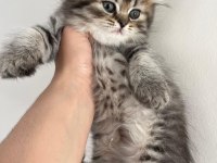 Orjinal ırkta nadir bulunan bir cins british longhair