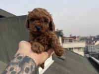 3 Aylık Kore Poodle Yavrular