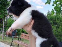 Safkan Amerikan Akitalar Yavrularımız