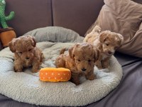 Teacup Kore Maltipoo Hipoalerjenik Yavrularımız