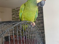 Cüce Macaw (Elcik) 1 Yaşında