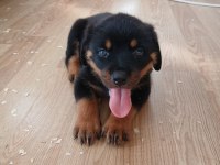 Şecereli rottweiler yavrularımız yeni ailesini bekliyor