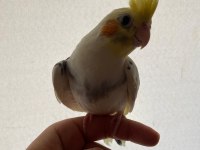 Sultan papağanı 3-6 aylık