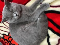 Akıllı Kedimiz British Shorthair Hera