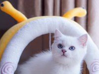 British Shorthair Cinsi Yavruları