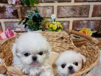Dünya Tatlısı Pekinez Yavru Köpekler