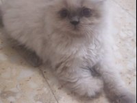 Britsh Longhair Kedilerimiz