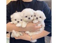 Evinizin Neşesi Maltipoo Bebeklerimiz