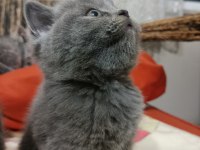 British Shorthair Yavrular Yeni Yuvalarını Arıyorlar