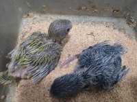 Elle Beslemeye Uygun Forpus Papağanı Yavrular