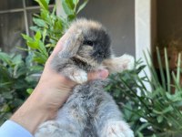 Hollanda Cüce Ve Mini Lop Tavşanlar Her Yere Gönderim