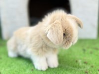 Safkan Hollanda Teddy Lop Tavşanı Yavrular