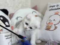 Dişi Kar Beyazı Scottish Fold