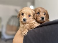 Sevecen Maltipoo