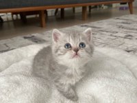 A Kalite Tuvalet Eğitimli Yavru Kediler